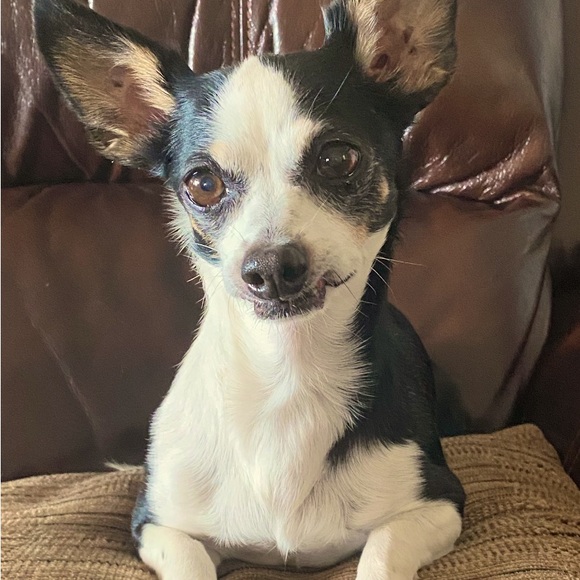 Posh show - Picture 1 of 1